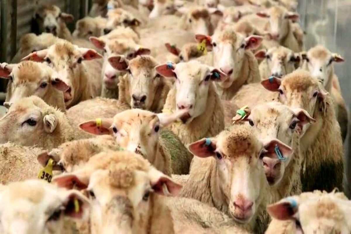 کشف محموله گوسفندهای قاچاق در آب‌های خلیج فارس