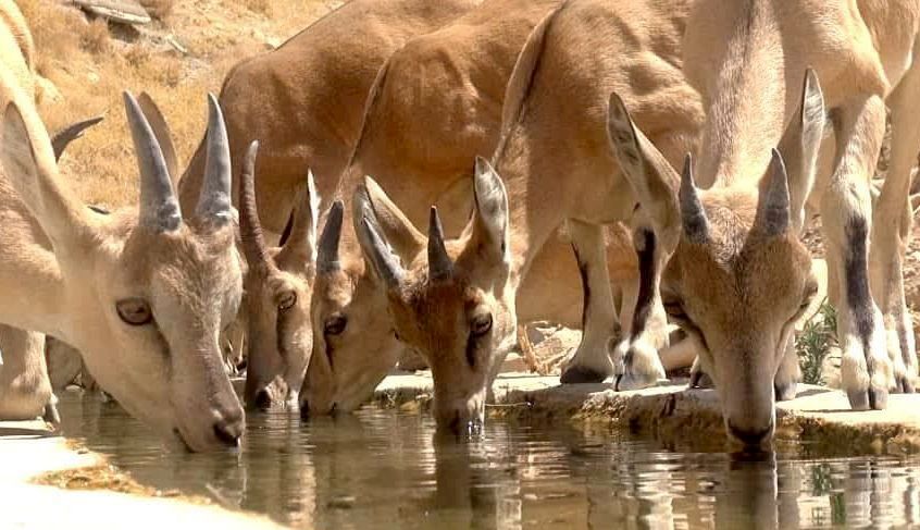 جمعیت حیات وحش مناطق حفاظت شده استان مرکزی افزایش ۱۰ درصدی داشت