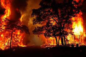 ‍ جنگل های بخش کجور نوشهر دچار آتش سوزی شد