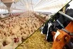 نمایشگاه تخصصی در حوزه دام، طیور و آبزیان در شیراز برگزار می شود