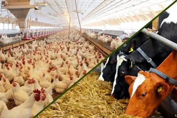 نمایشگاه تخصصی در حوزه دام، طیور و آبزیان در شیراز برگزار می شود