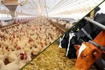 نمایشگاه تخصصی در حوزه دام، طیور و آبزیان در شیراز برگزار می شود