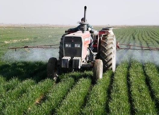 مبارزه شیمیایی در سه هزار هکتار مزارع گندم گلوگاه