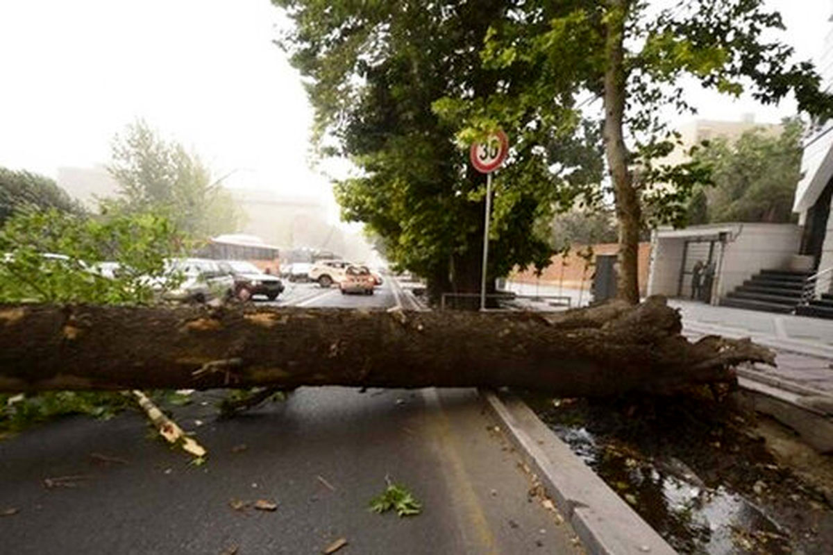 سقوط ۸ درخت بر اثر وزش باد شدید در کلانشهر اصفهان 