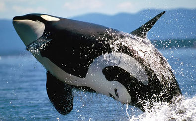 توضیح سازمان محیط زیست در مورد حضور نهنگ قاتل در خلیج فارس