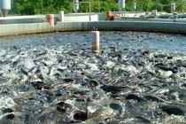 برداشت 2 هزار تن ماهی قزل آلا از 200 استخر پرورش ماهی