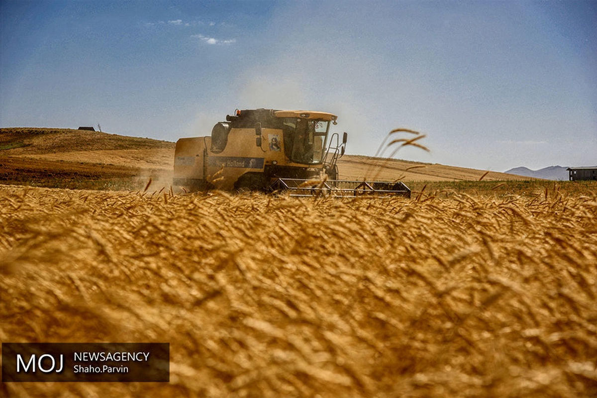 ارزش گندم خریداری شده از کشاورزان‏ به  یک هزار و ۴۴۶ میلیارد تومان رسید