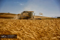دولت چرا قیمت گندم را اعلام نمی کند؟ روند نزولی قیمت غلات در بازار جهانی