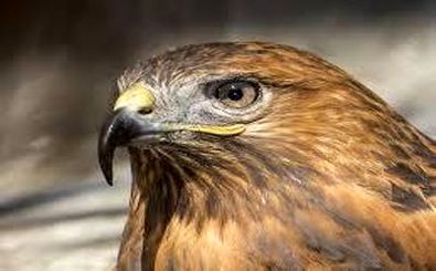 رها سازی یک پرنده شکاری سارگپه در پارک ملی قمیشلو