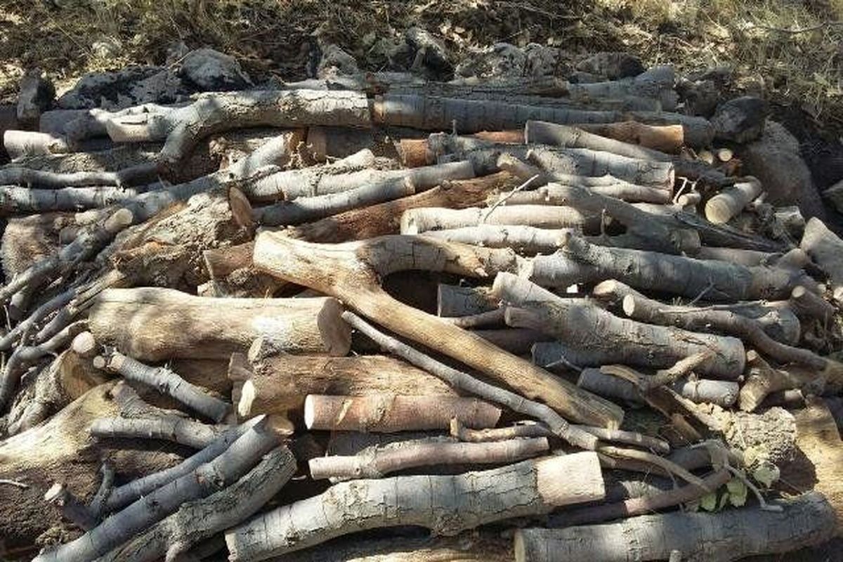کشف 600 کیلو چوب بلوط قاچاق در سمیرم 