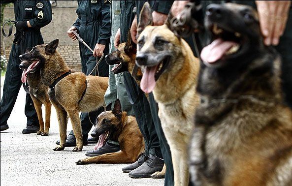 حضور سگ‌های تجسس پلیس در مناطق زلزله زده کرمانشاه