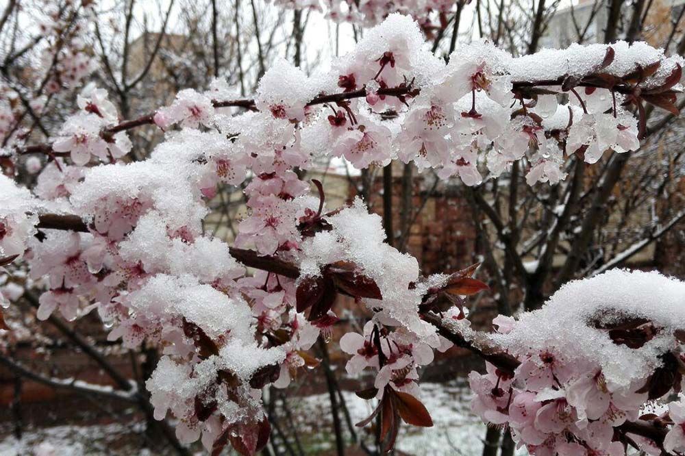 سرمای بهاره بیش از ۴ هزار میلیاردتومان به باغات مشگین شهر خسارت وارد کرد