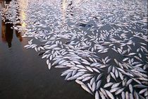 سموم کشاورزی دخالتی در مرگ دسته جمعی ماهیان رودخانه فریدونکنار ندارند