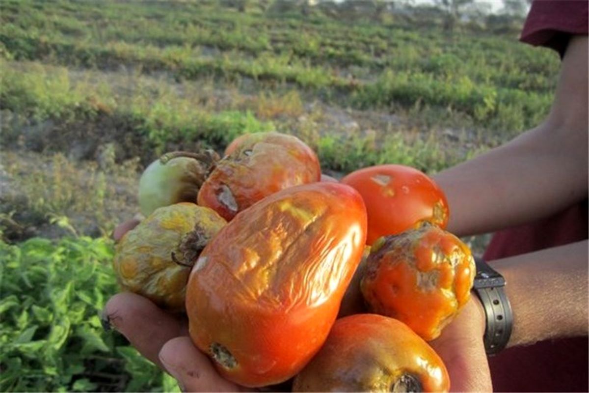 ۱۲۰۰ میلیاردی بخش کشاورزی خسارت دید