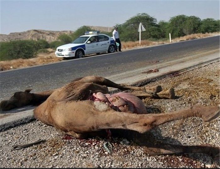 تصادف با شتر یک کشته و 4 مصدوم بر جای گذاشت