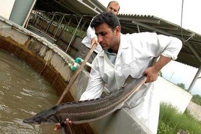 پرورش ۸۵۰ قطعه ماهیان خاویاری در حاجی آباد