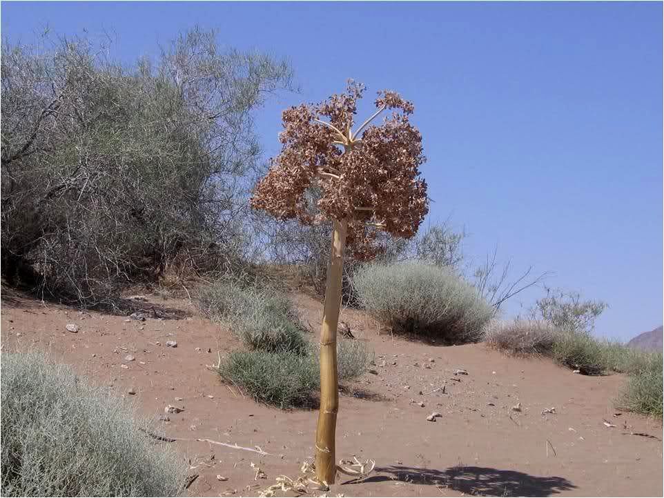 بهره برداری از گیاه باریجه در ۵ هزار هکتار از مراتع تهران