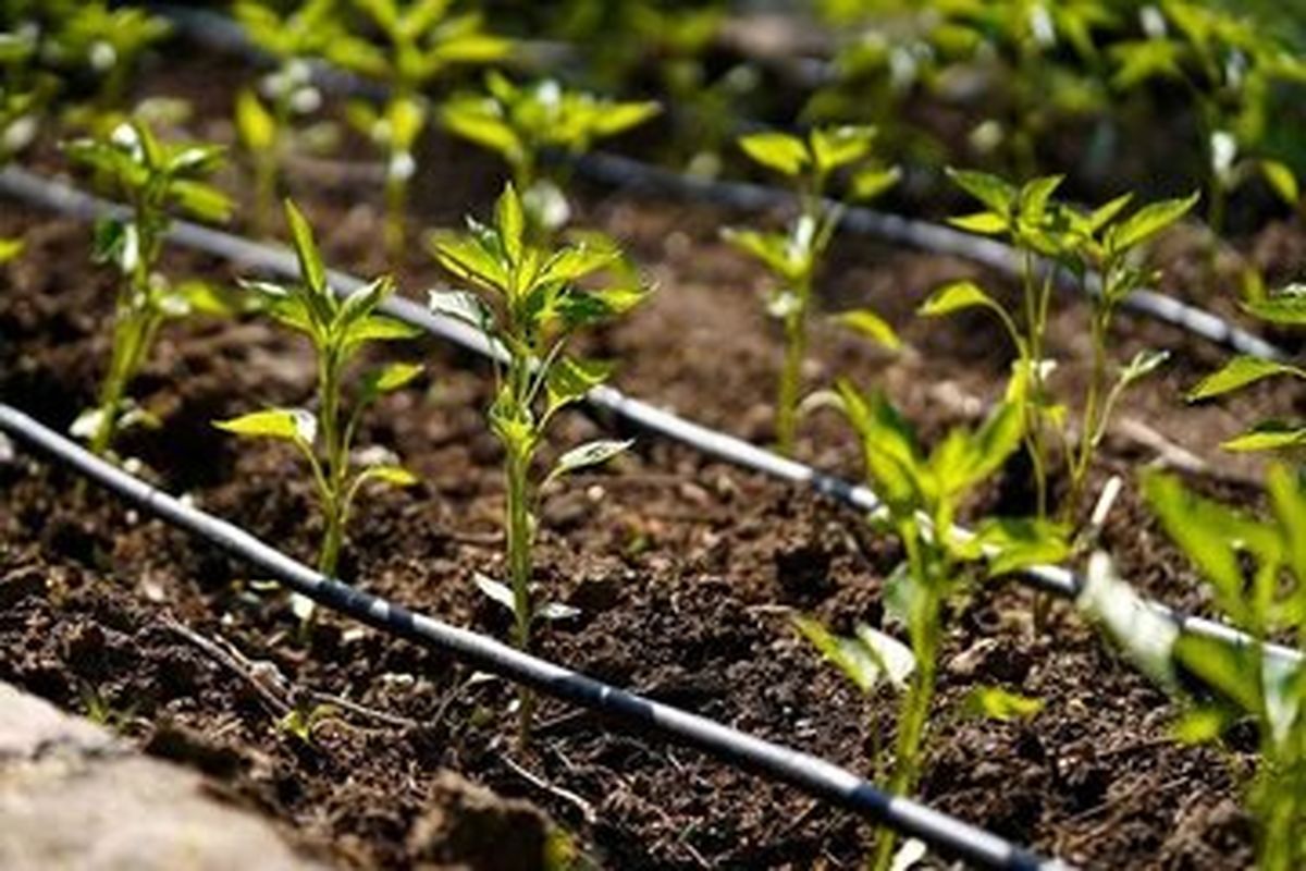 کشاورزی هرمزگان