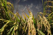 برنج مقاوم به شوری و خشکی در گیلان تولید می شود