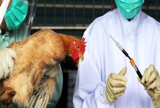 هشدار دامپزشکی طرقبه شاندیز نسبت به شیوع آنفلوانزای فوق حاد پرندگان