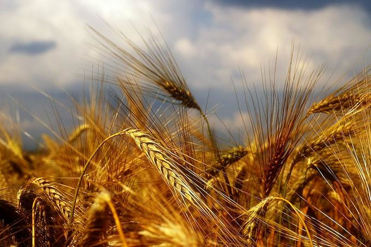 ۱۵۳ هزار تن گندم در تالار کشاورزی می شود