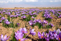 700 خانواده بافقی زعفران می کارند؛ فراوری زعفران حمایت می شود