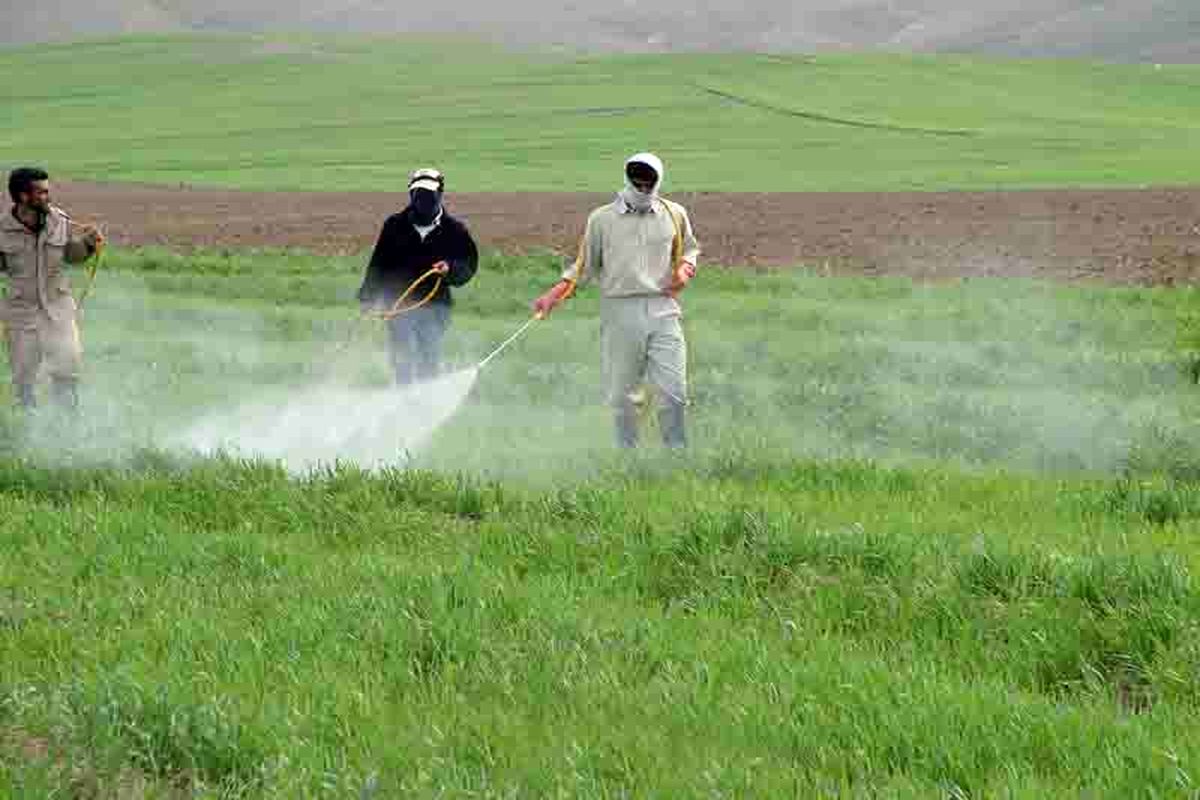 مبارزه با آفت سن غلات در  بیش از 30 هزار هکتار از مزارع بهار