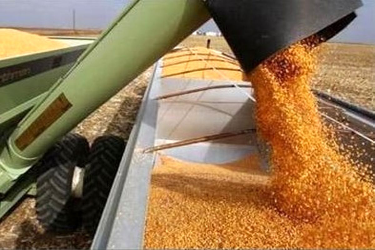 صادرات نخستین محموله گندم خوزستان به عمان 