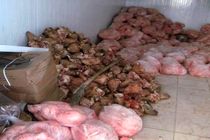 500 کیلو گوشت و مرغ فاسد کشف و معدوم شد