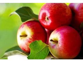 صادرات 1000 تن سیب از آمل به خارج کشور
