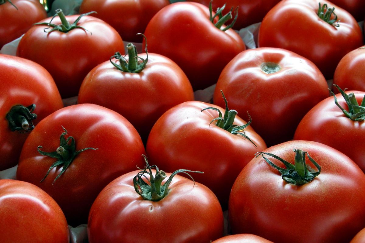 ورادات گوجه فرنگی از ایران و افغانستان 