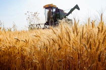 خرید تضمینی گندم در کرمانشاه مرز ۴۵۰ هزار تن را رد کرد
