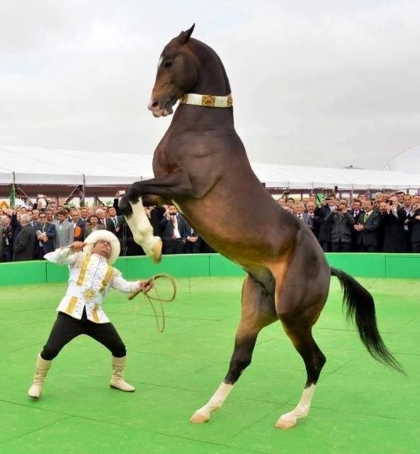 جشنواره بزرگ اسب ترکمن با حضور داوران بین المللی برپا می شود