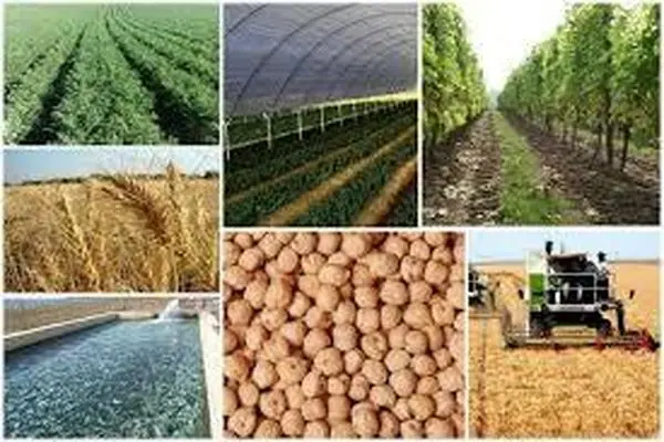 مازندران در صدر تولید ۱۲ محصول راهبردی کشاورزی