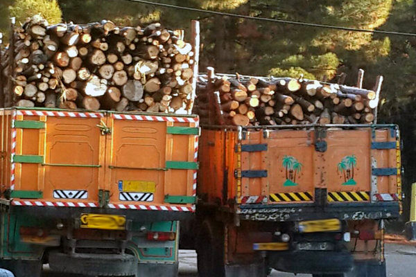کشف حدود ۱۱ تن چوب جنگلی قاچاق در هرمزگان