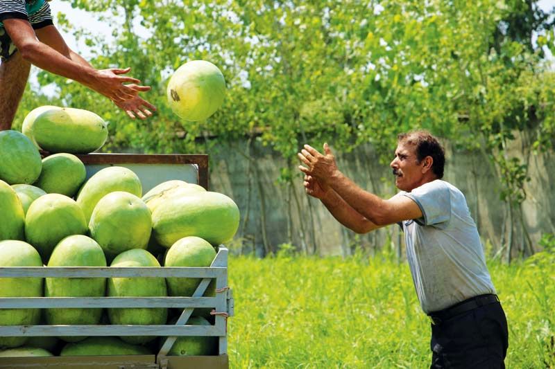 کشاورزان لرستان، الگوی کشت را رعایت کنند/از ورود کشاورزان غیربومی جلوگیری شود