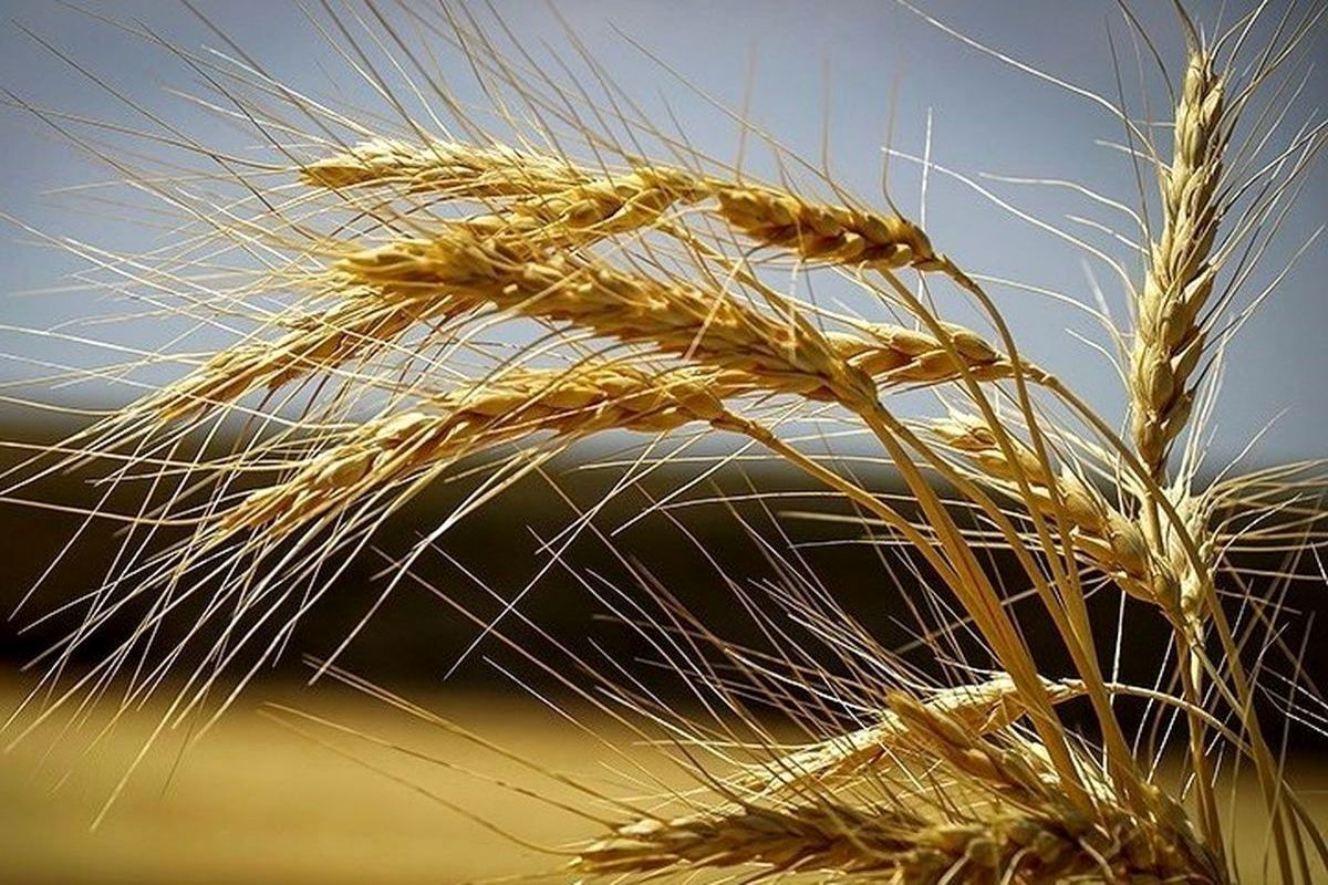 110 هزارتن گندم از کشاورزان مازندرانی خریداری شد