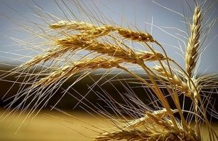 هر ایرانی ۱۵۰ کیلوگرم گندم مصرف می کند/ایران قوی‌ترین بانک ژن گندم را در دنیا دارد
