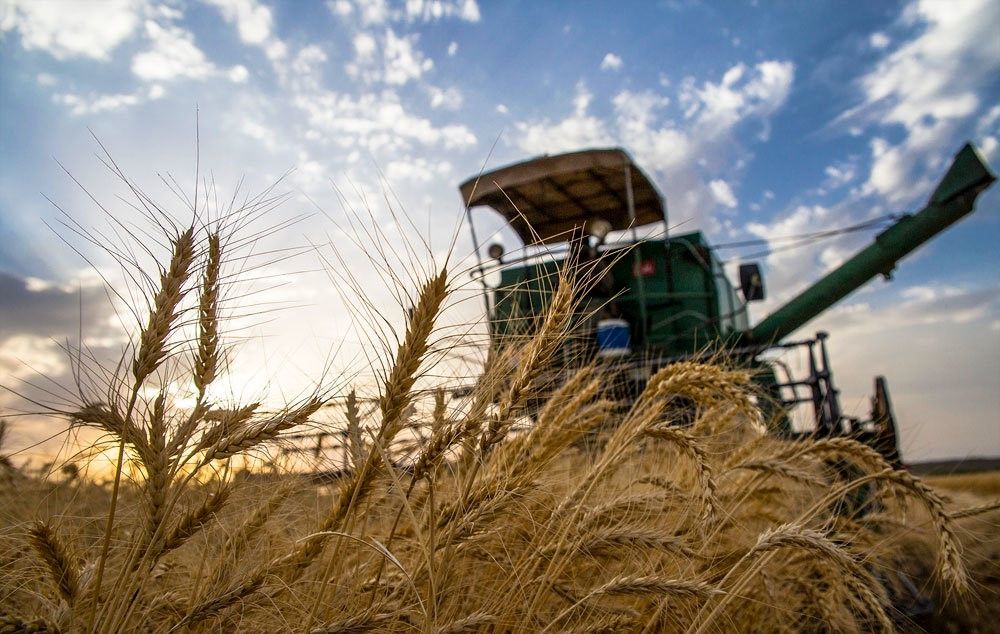 رشد ۲۵ درصدی تولید گندم در سال جاری