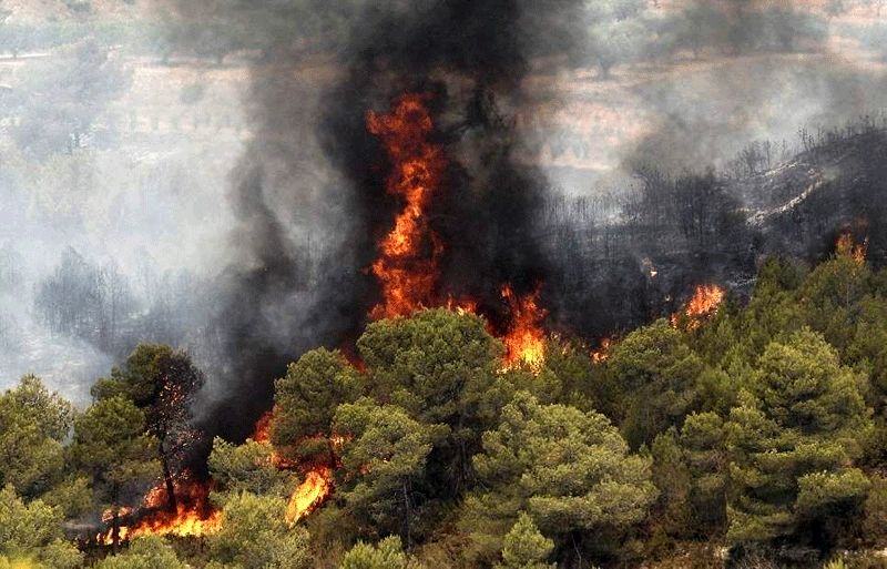 آتش سوزی در جنگل آمل