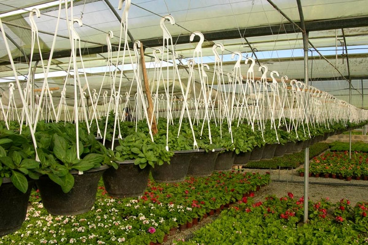 اولین گلخانه با تکنولوژی نوین در دانشگاه یزد ساخته شد