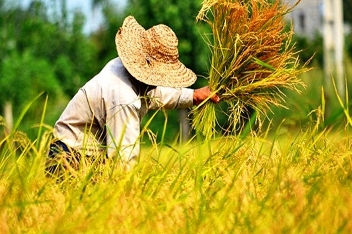 گیلان رتبه نخست سطح زیرکشت و رتبه دوم تولیدکننده برنج کشور
