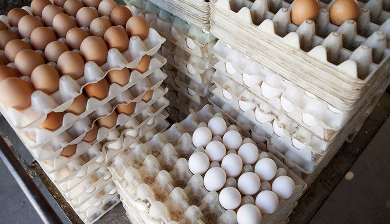 دلیل قیمت تخم مرغ در روزهای اخیر، افزایش هزینه‌ ۳۶ درصدی تولید آن است