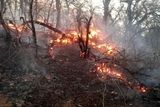 اعزام بالگرد برای مهار آتش در جنگل های تالش/ آتش سوزی ادامه دارد