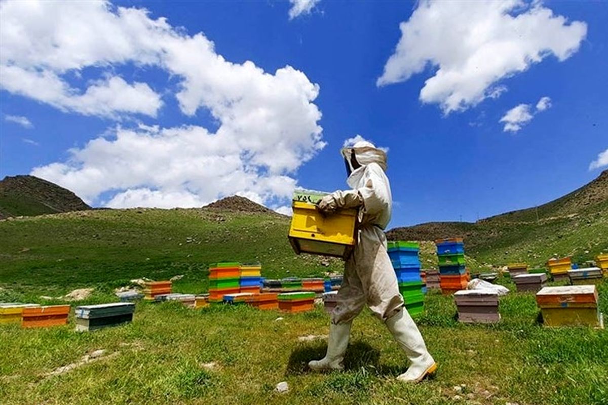 رتبه سوم ایران در زمینه تولید عسل در جهان/ با کیفیت‌ترین و متنوع‌ترین عسل‌ها در ایران تولید می‌شود