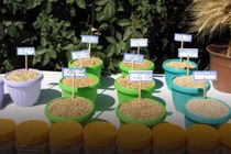تولید و فرآوری ۶ هزار و ۶۰۰ تن بذر اصلاح شده گندم در استان قزوین