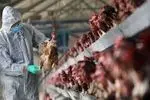  تاکنون هیچ مورد انسانی از آنفلوآنزای پرندگان در ایران گزارش نشده است