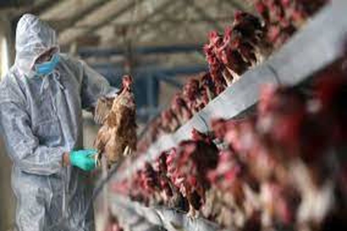 برگزاری جلسه پیشگیری و مبارزه با آنفلوانزای فوق حاد پرندگان در اردستان