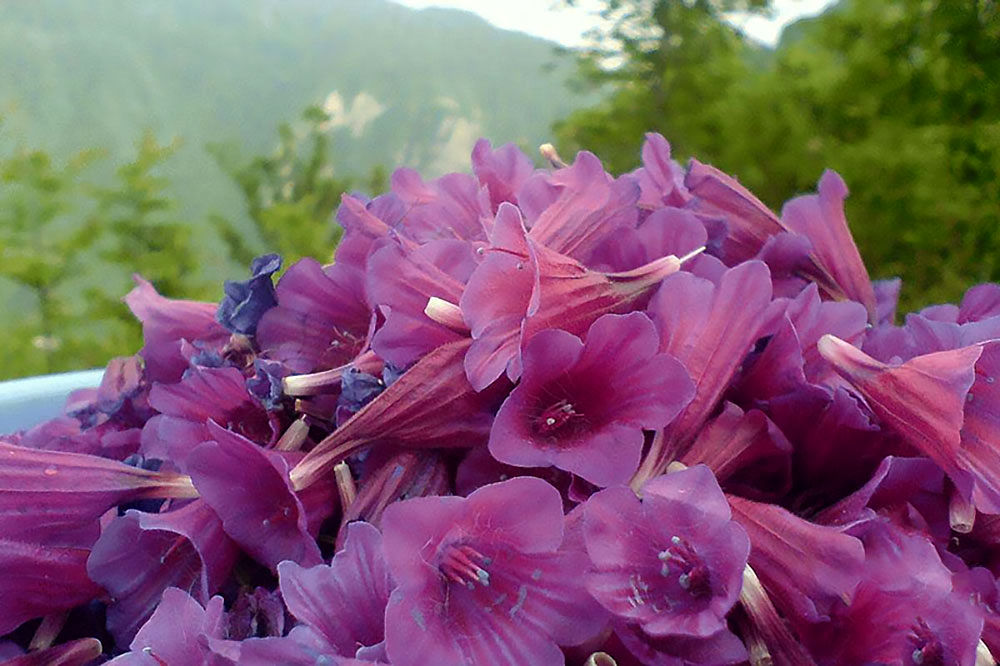 آغاز برداشت گل گاوزبان در نکا با پیش‌بینی تولید 120 تن محصول