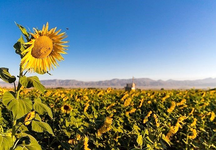 ۱۷۱۵ تن دانه‌ روغنی آفتاب‌گردان در استان گلستان خریداری شد